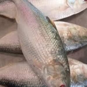 Fresh Hilsa Fish – Premium Quality from River to Plate 1kg | arzao