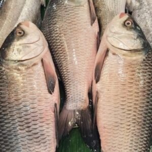 Fresh Catla Fish – Daily Market Catch, Clean & Ready to Cook 1kg | arzao