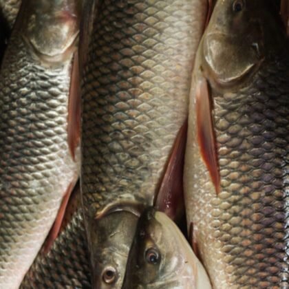 Fresh Rohu Fish – Farm Fresh & Ready to Cook 1kg | arzao