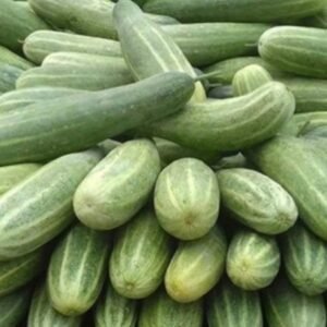 Buy Fresh Cucumber 500g Online at ₹40 | Green Kheera – Arzao