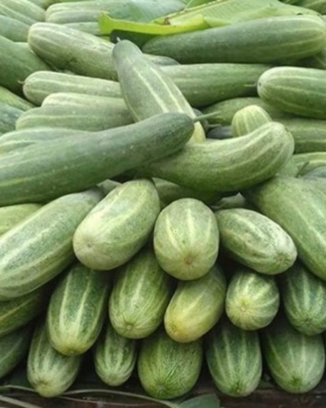 Buy Fresh Cucumber 500g Online at ₹40 | Green Kheera – Arzao
